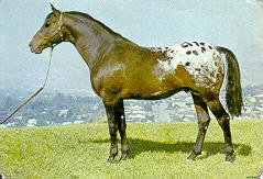 Hall of Fame Stallion Red Eagle's Peacock