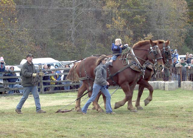 Blue Ridge Draft Horse and Mule Show