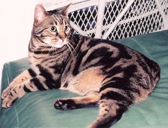 Bengal-Manx cats at Old Spring Farm