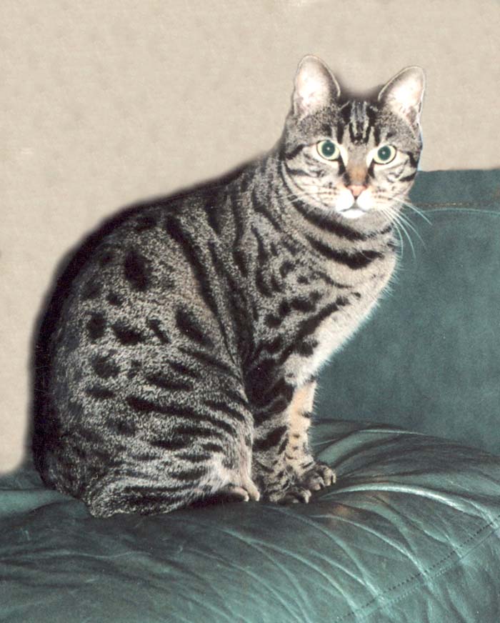 Bengal-Manx cats at Old Spring Farm