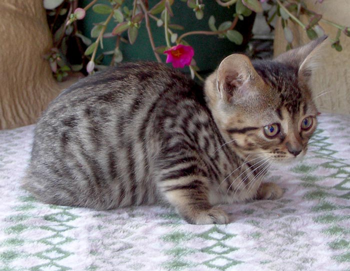Bengal-Manx cats at Old Spring Farm
