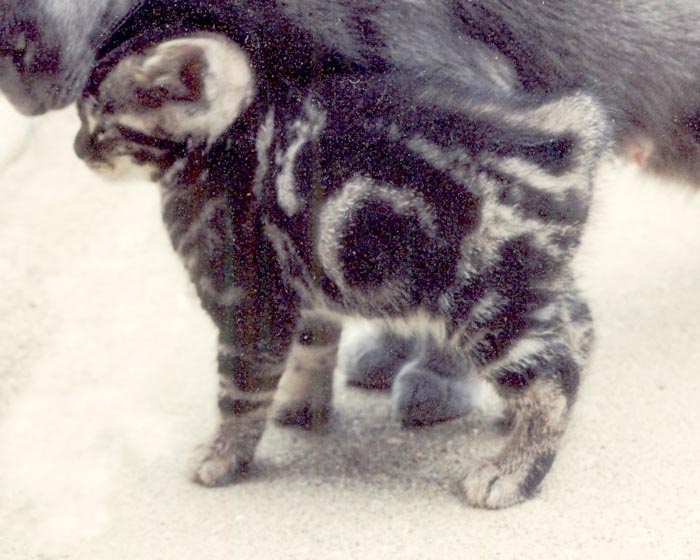 Bengal-Manx cats at Old Spring Farm