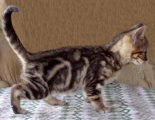 Bengal-Manx cats at Old Spring Farm