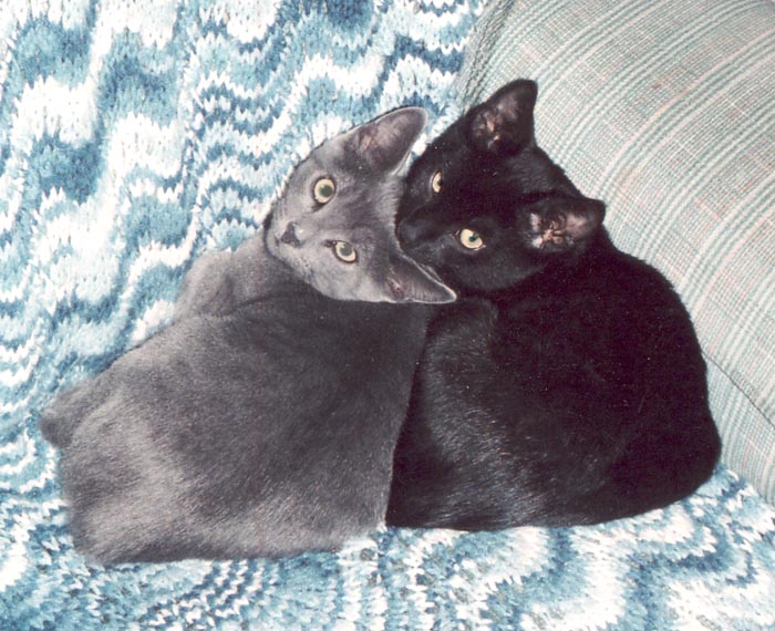 Bengal-Manx cats at Old Spring Farm