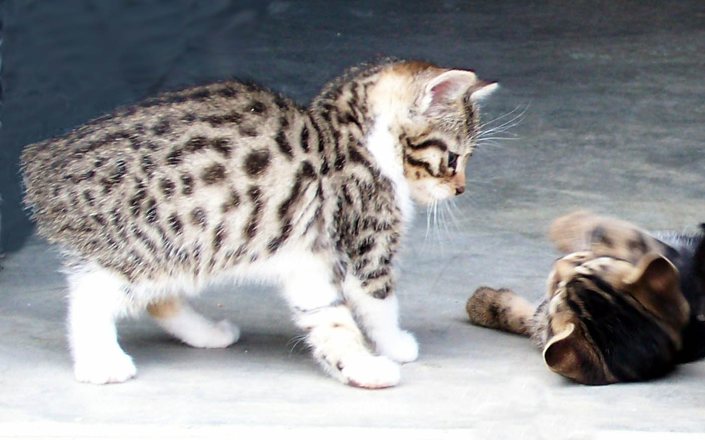 Bengal-Manx cats at Old Spring Farm