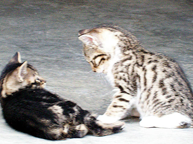 Bengal-Manx cats at Old Spring Farm