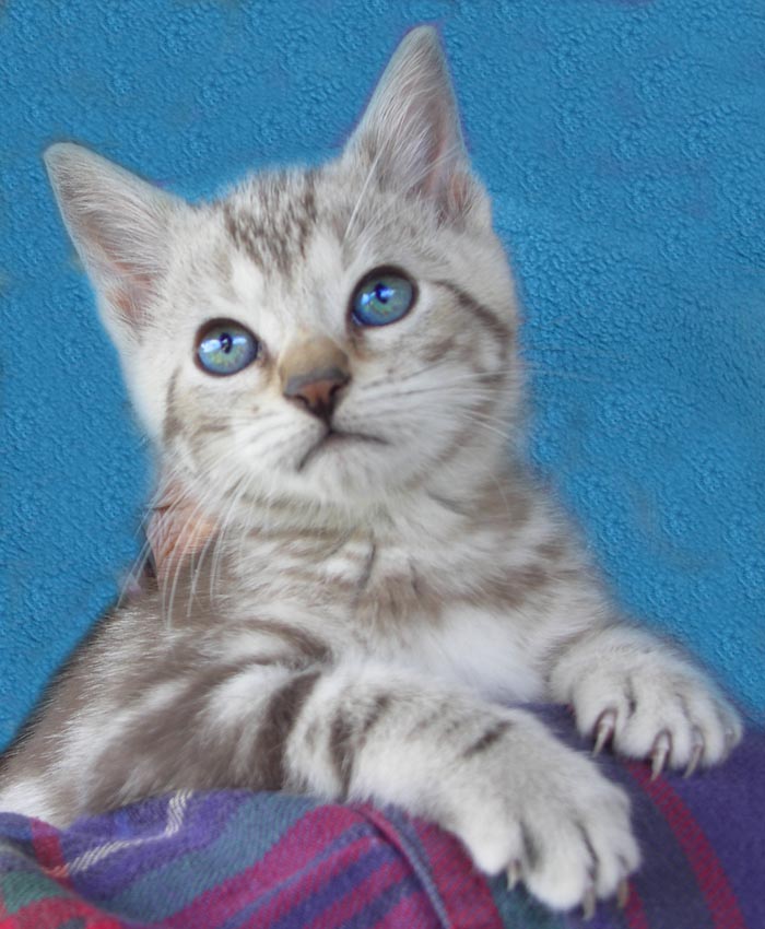 Bengal-Manx cats at Old Spring Farm