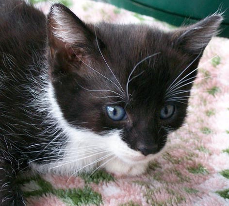Bengal-Manx cats at Old Spring Farm
