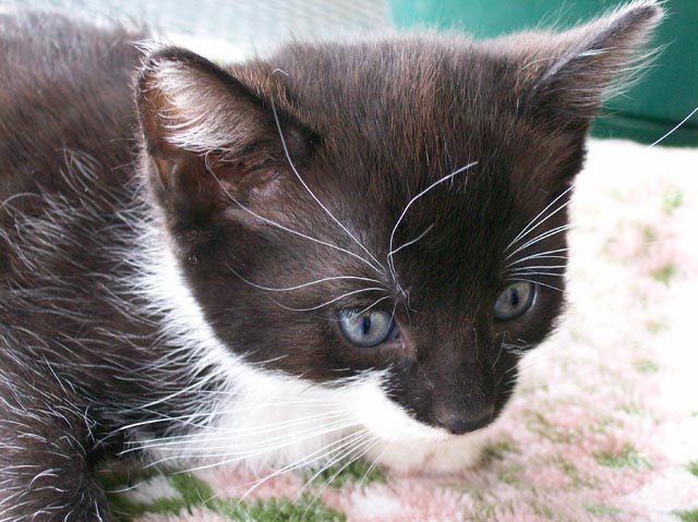 Bengal-Manx cats at Old Spring Farm