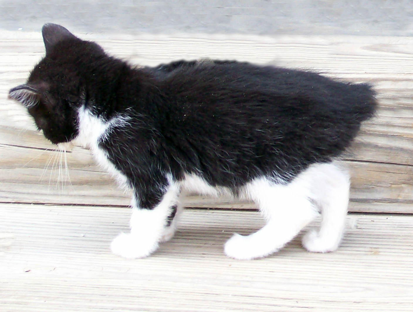 Bengal-Manx cats at Old Spring Farm