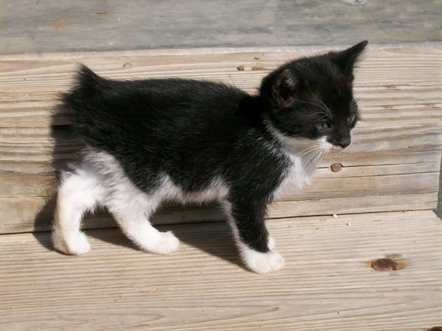 Bengal-Manx cats at Old Spring Farm
