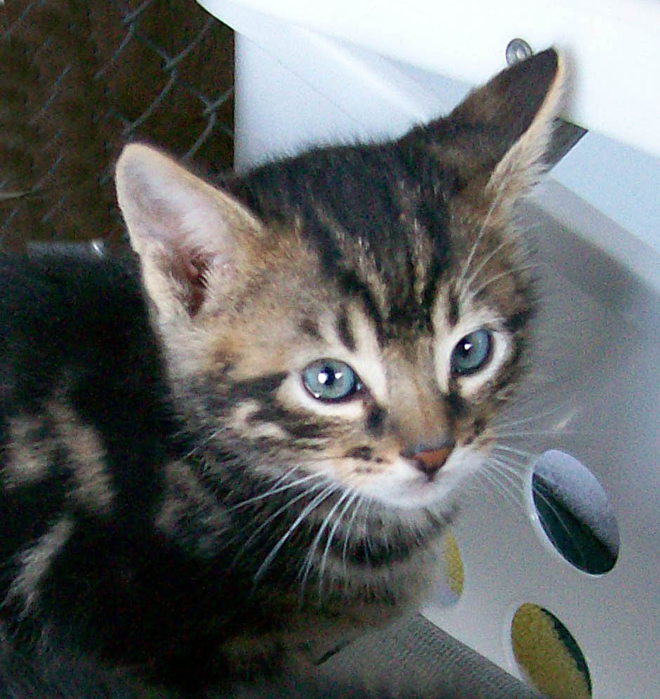 Bengal-Manx cats at Old Spring Farm