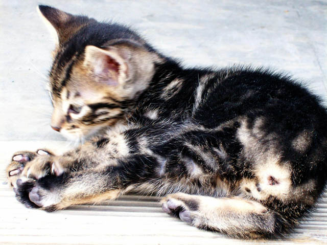 Bengal-Manx cats at Old Spring Farm