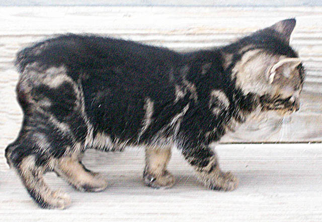 Bengal-Manx cats at Old Spring Farm