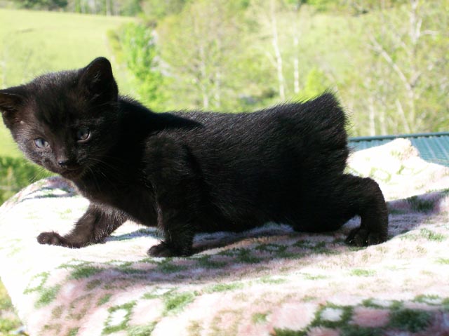 Bengal-Manx cats at Old Spring Farm