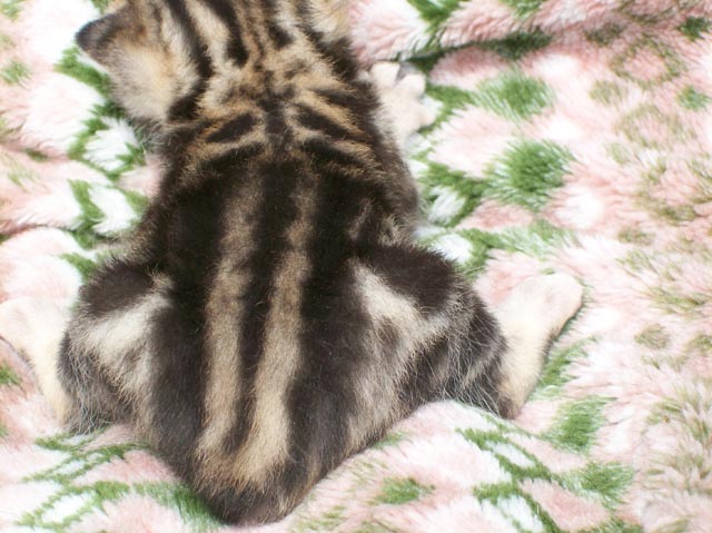 Bengal-Manx cats at Old Spring Farm