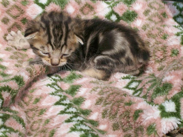 Bengal-Manx cats at Old Spring Farm