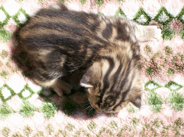 Bengal-Manx cats at Old Spring Farm