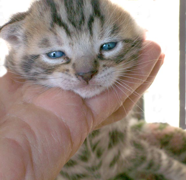 Bengal-Manx cats at Old Spring Farm