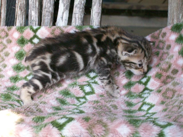 Bengal-Manx cats at Old Spring Farm