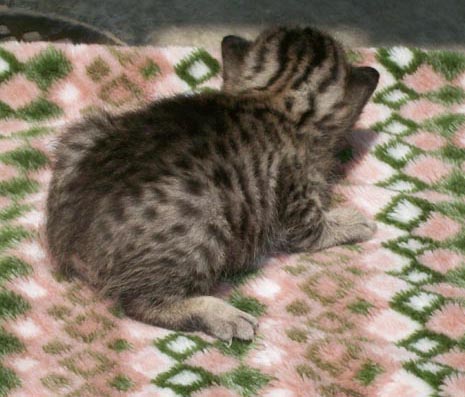 Bengal-Manx cats at Old Spring Farm