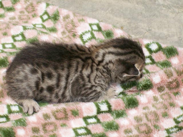 Bengal-Manx cats at Old Spring Farm