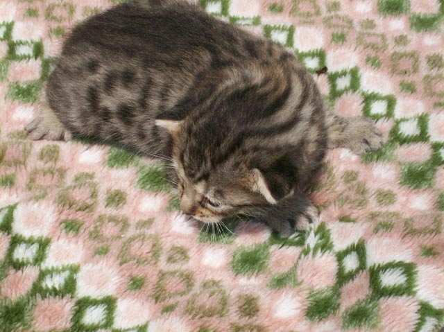 Bengal-Manx cats at Old Spring Farm