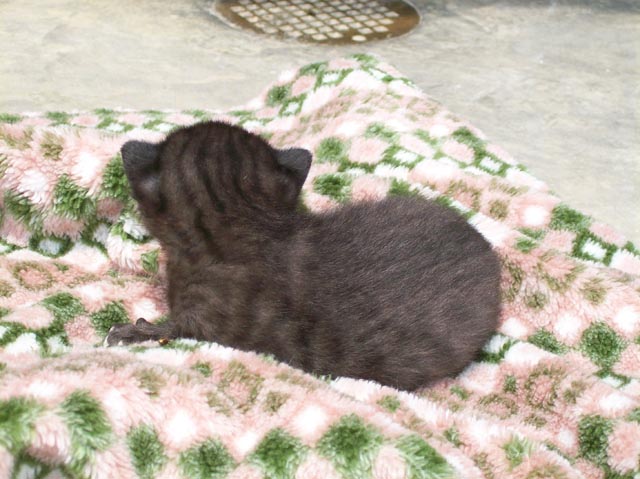 Bengal-Manx cats at Old Spring Farm