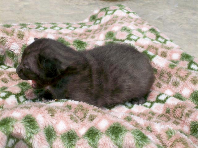Bengal-Manx cats at Old Spring Farm