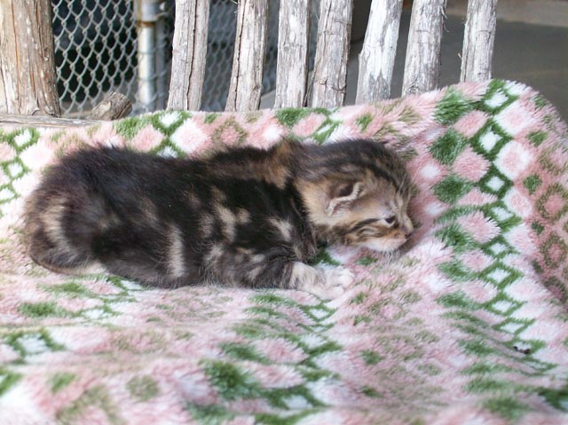 Bengal-Manx cats at Old Spring Farm