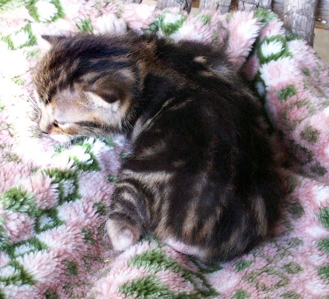 Bengal-Manx cats at Old Spring Farm