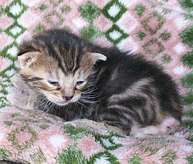 Bengal-Manx cats at Old Spring Farm