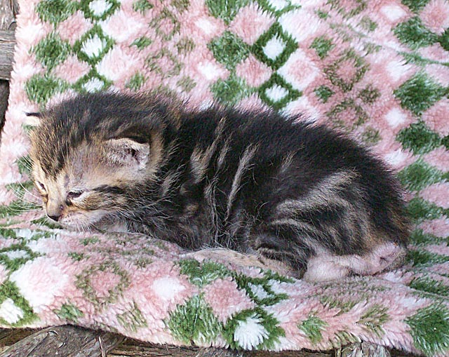 Bengal-Manx cats at Old Spring Farm