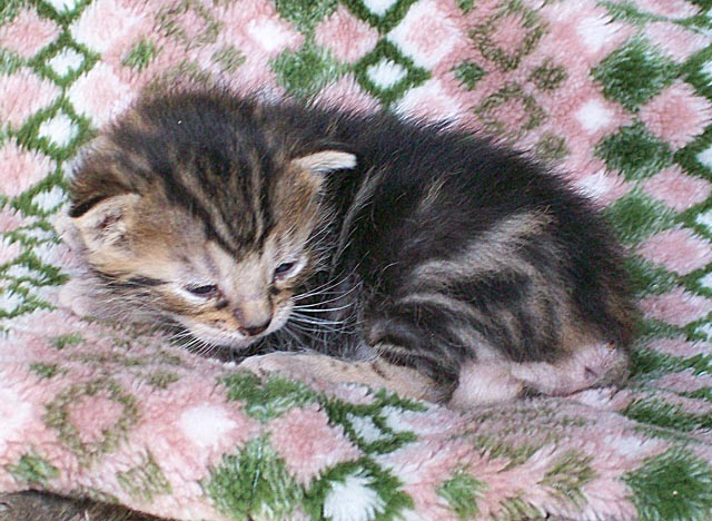 Bengal-Manx cats at Old Spring Farm