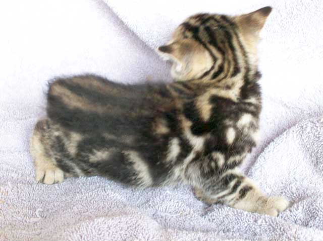 Bengal-Manx cats at Old Spring Farm