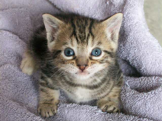 Bengal-Manx cats at Old Spring Farm