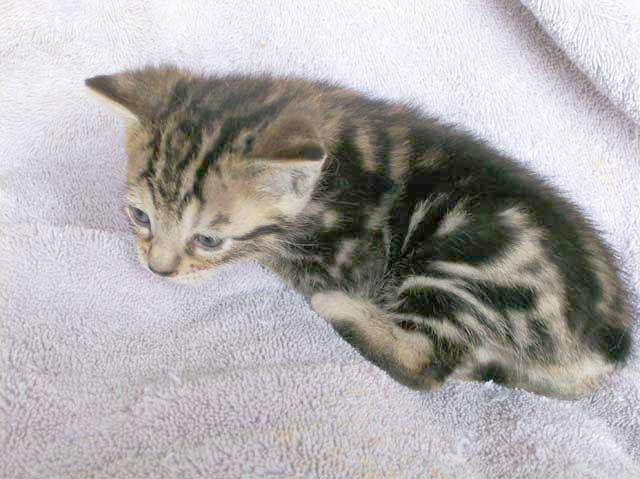 Bengal-Manx cats at Old Spring Farm