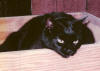 Beebe, Manx