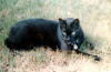 Beebe, Manx
