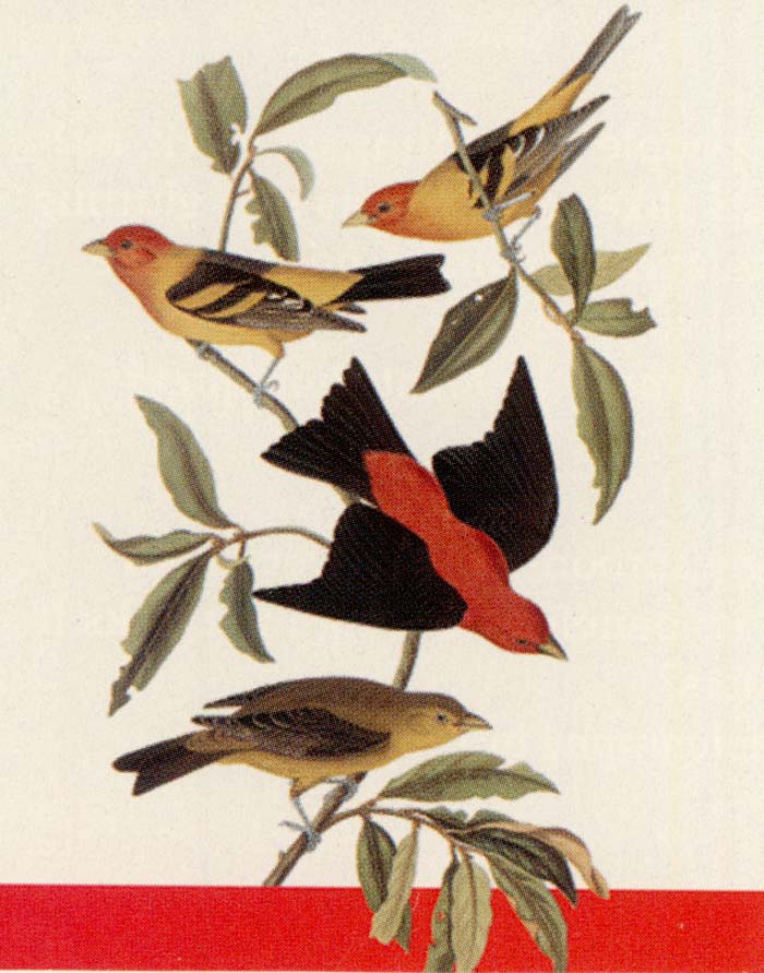 Audubon reproduction