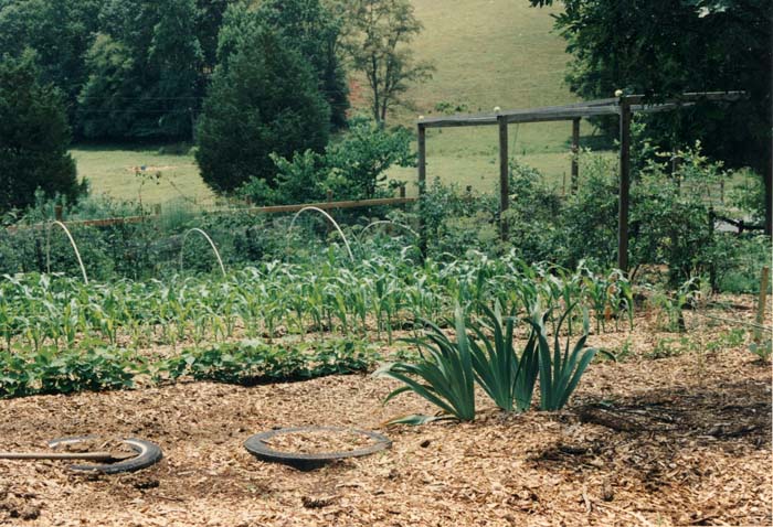 Vegetable Garden