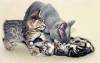Bengal Manx kittens