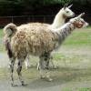 Llamas at Old Spring Farm