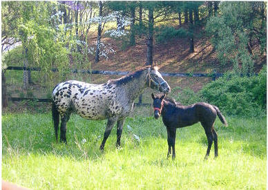 Old Spring Farm Appaloosas