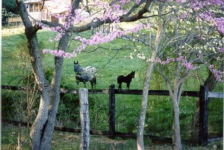 Old Spring Farm Appaloosas