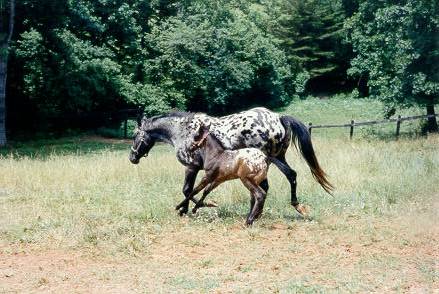 An Appaloosa horse in the pasture at Old Spring Farm