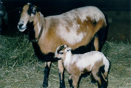Old Spring Farm Appaloosas