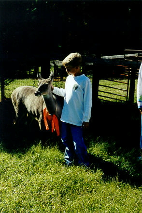Old Spring Farm Appaloosas