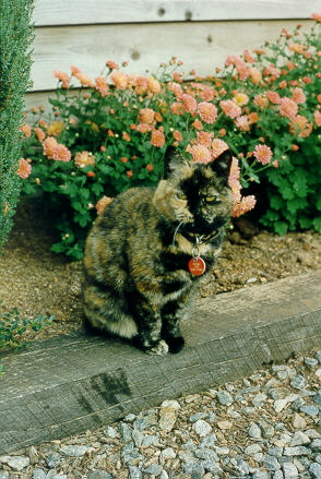 Old Spring Farm Appaloosas