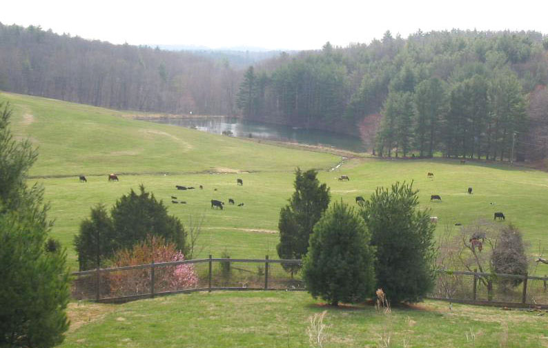 Pasture and pond at Old Spring Farm with horses grazing below the tree line